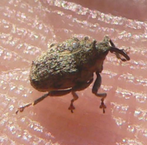 Réf. 7 617 : Ceutorhynchus pallidactylus