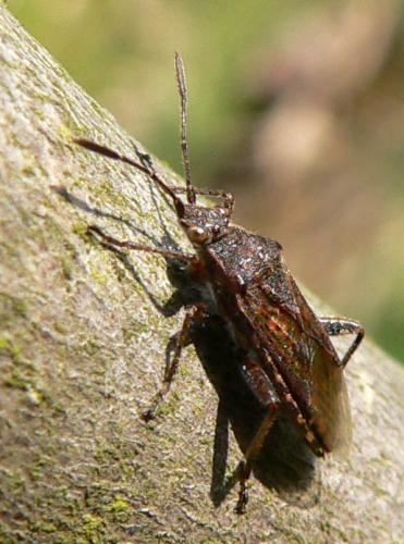 Stictopleurus sp.
