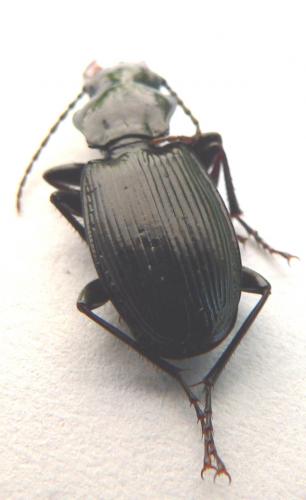 Pterostichus cristatus