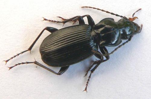 Pterostichus cristatus