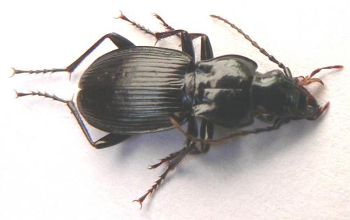 Pterostichus cristatus
