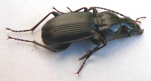 Pterostichus cristatus