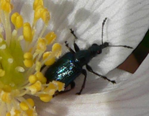 Lasiorhynchites sp.