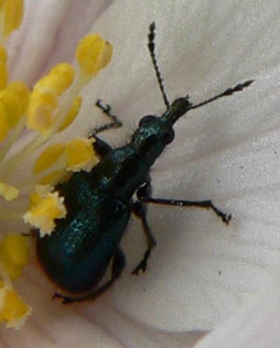 Lasiorhynchites sp.