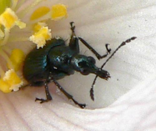 Réf. 7 678 : Lasiorhynchites sp.