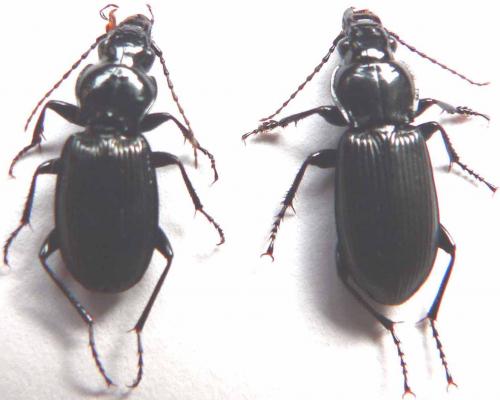Pterostichus melanarius
