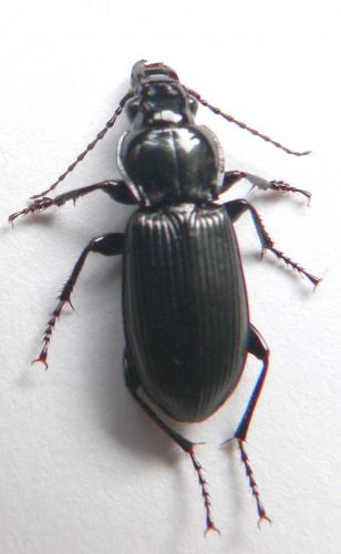 Pterostichus melanarius