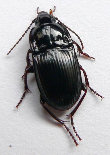 Abax ovalis