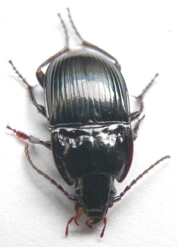 Abax ovalis