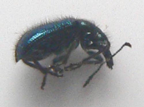 Lasiorhynchites sp.