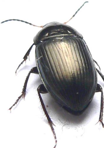 Réf. 7 789 : Amara similata