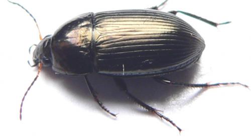 Réf. 7 790 : Amara similata