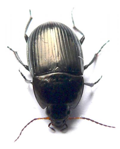 Réf. 7 791 : Amara similata