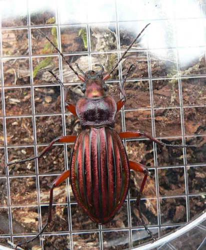 Réf. 7 851 : Carabus auronitens auronitens