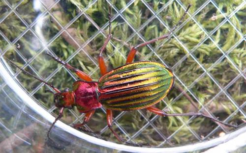 Réf. 7 852 : Carabus auronitens auronitens