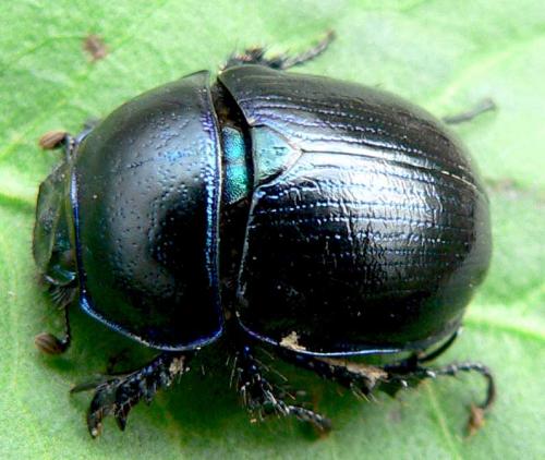 Anoplotrupes stercorosus