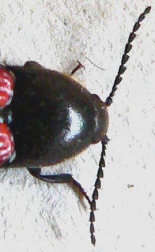 Ampedus rufipennis
