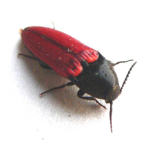 Ampedus rufipennis