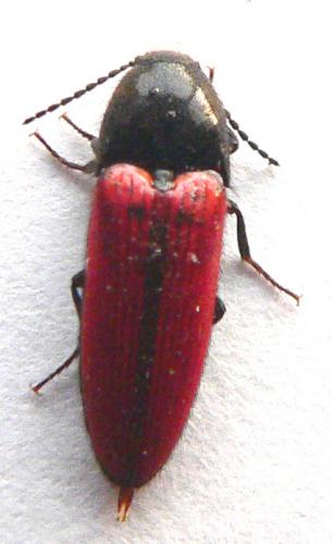 Réf. 7 877 : Ampedus rufipennis