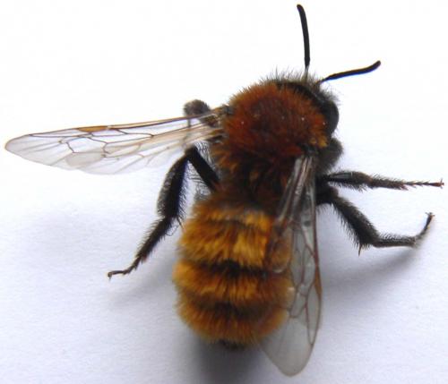 Andrena fulva