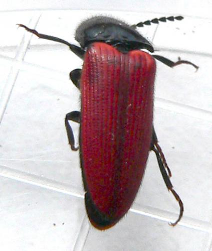 Réf. 7 884 : Ampedus rufipennis
