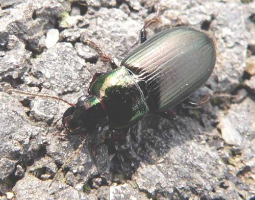 Harpalus distinguendus