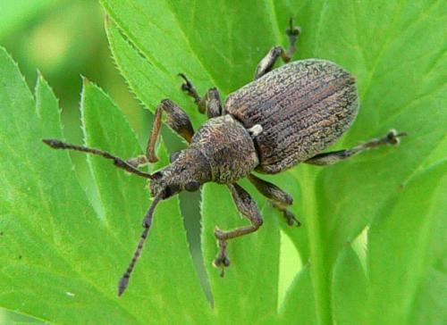 Réf. 7 924 : Phyllobius pyri