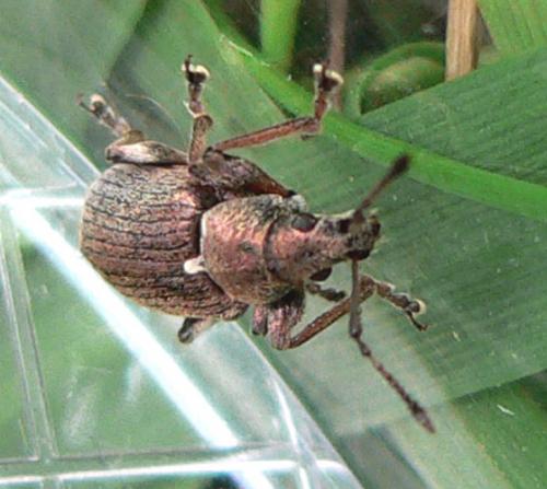 Réf. 7 925 : Phyllobius pyri