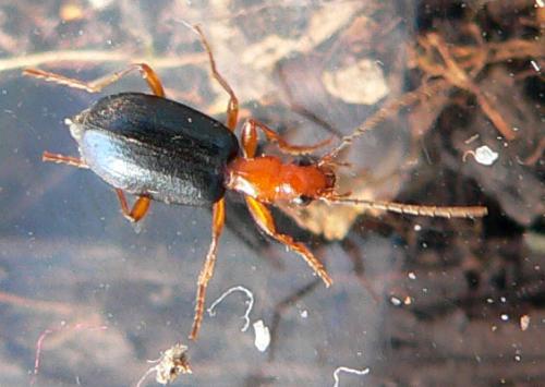 Brachinus sp.