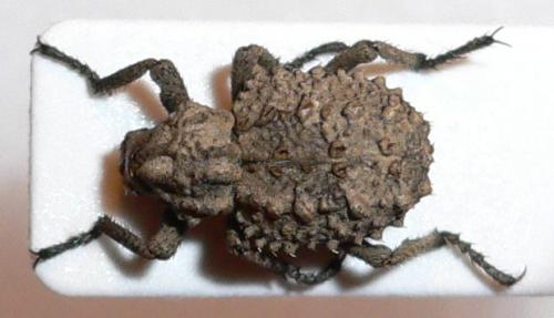 Brachycerus muricatus