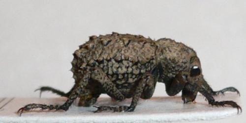 Brachycerus muricatus