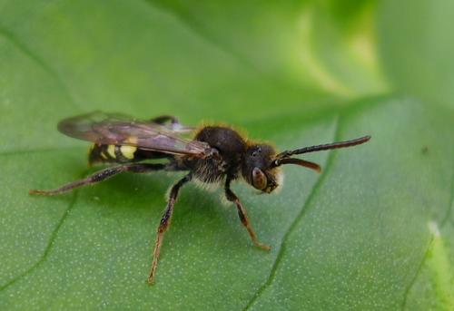 Nomada sp.