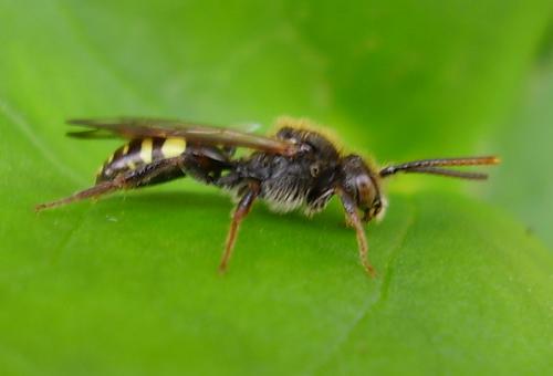 Nomada sp.