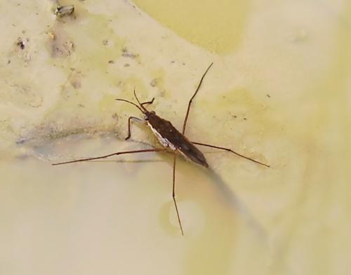 Gerris sp.