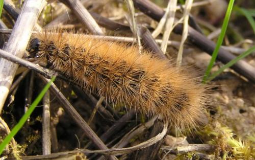 Réf. 7 728 : Phragmatobia fuliginosa