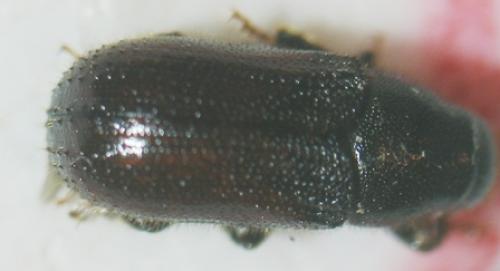 Réf. 7 141 : Tomicus piniperda