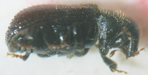 Réf. 7 143 : Tomicus piniperda
