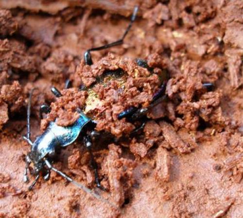 Carabus hispanus