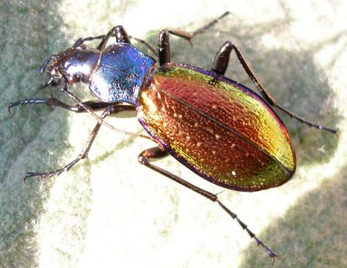 Carabus hispanus
