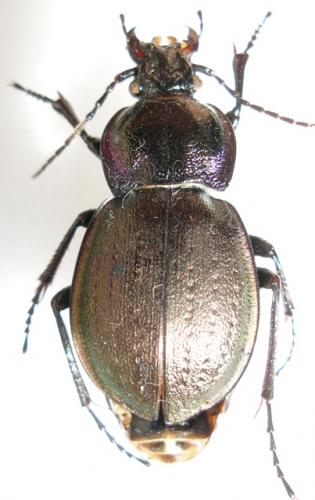 Carabus nemoralis