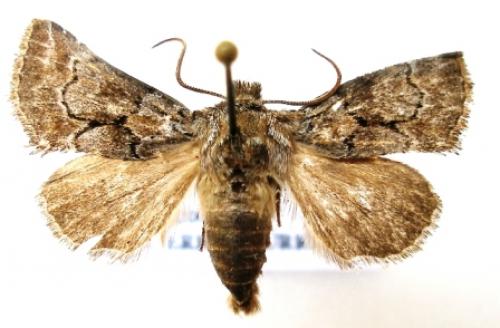 Cleonymia yvanii