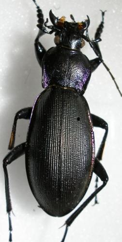 Réf. 7 260 : Carabus violaceus purpurascens