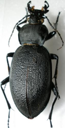Réf. 7 259 : Carabus coriaceus