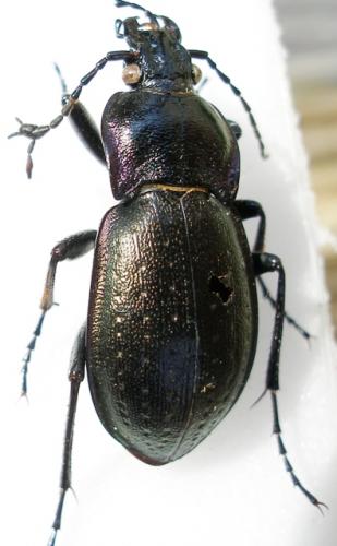 Carabus nemoralis