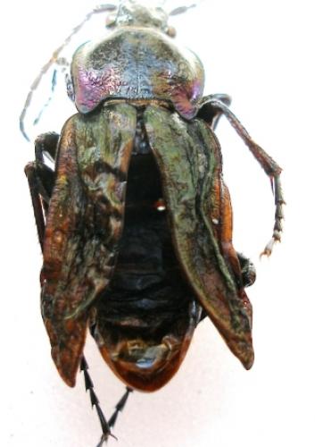 Carabus nemoralis