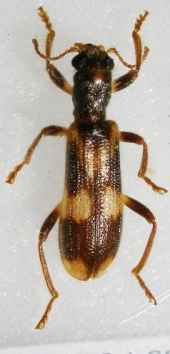 Opilo mollis