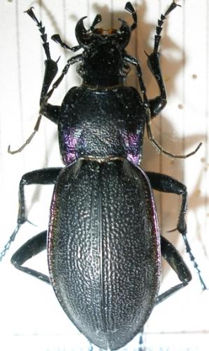 Réf. 7 257 : Carabus sp.