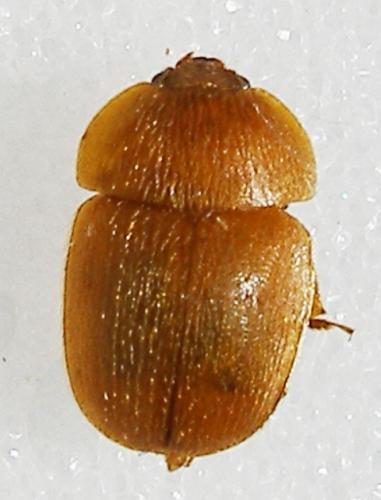 Réf. 7 334 : Cychramus luteus