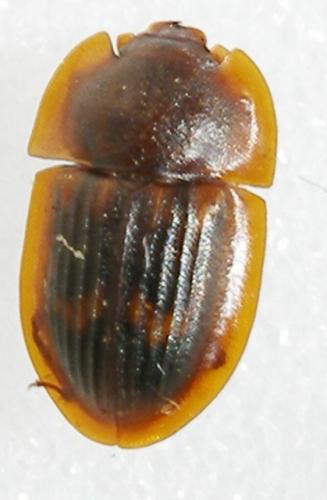 Amphotis marginata