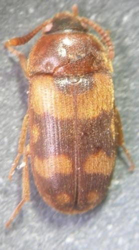 Réf. 7 338 : Mycetophagus piceus